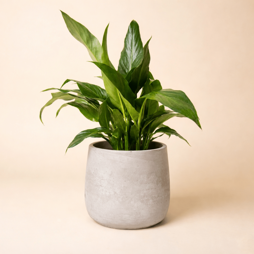 Pot Plant - Luxury Blooms & Hampers